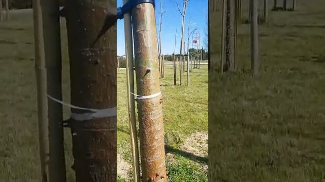 Необычные колючие хлопковые деревья в Испании. #shorts смотреть онлайн