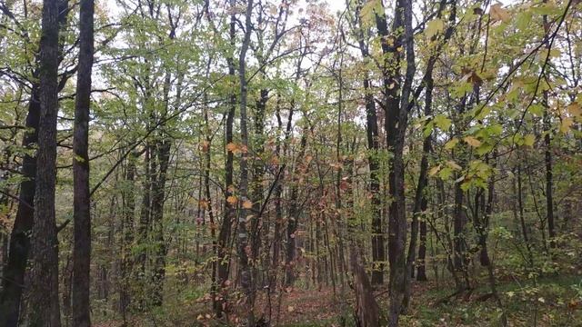 Звук дождя в Адыгее. Ветер и капли. Осень 2019 смотреть онлайн