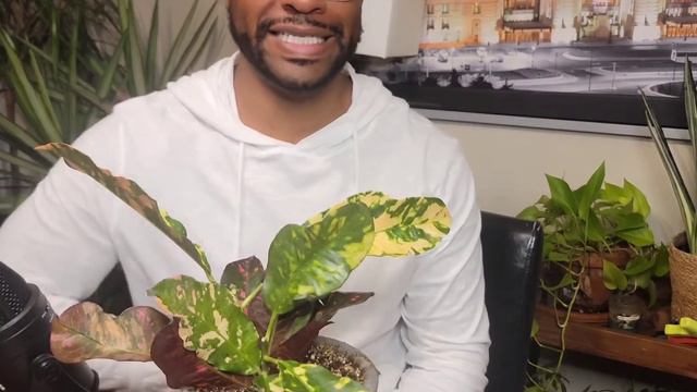 Croton Guide to Survival смотреть онлайн