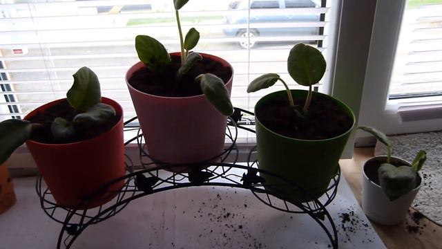 # 526 VLOG: Россия. Пересаживаю фиалки. Учусь. смотреть онлайн