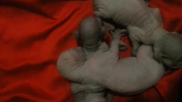 Sphynx cat kittens new born 15-7-2015 kuala lumpur смотреть онлайн