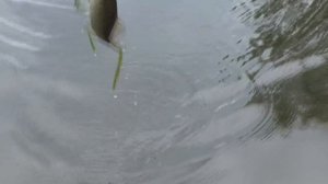 Рыбацкая каша для прикорма и в пружины. My fishing