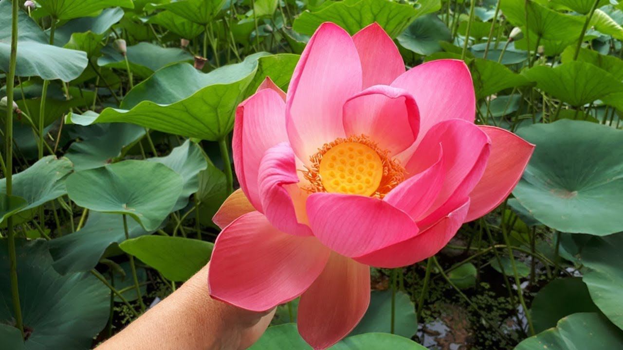 Озеро ЛОТОСОВ под Волгоградом,  Грибы, Мост и стадион Волгоград - Арена вид с моста