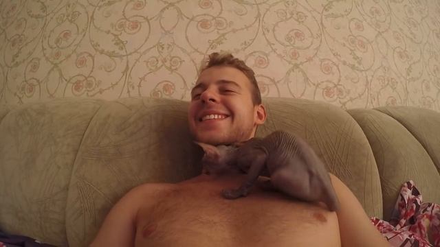 Котёнок Донского сфинкса встречает своего хозяина )) *няшности смотреть онлайн