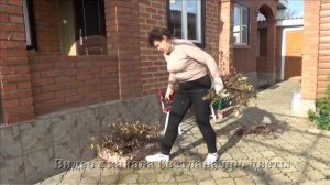 Как обрезать клематис если он сильно загущен или это старый куст клематиса