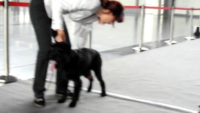 Черный шнауцер Шрек. смотреть онлайн