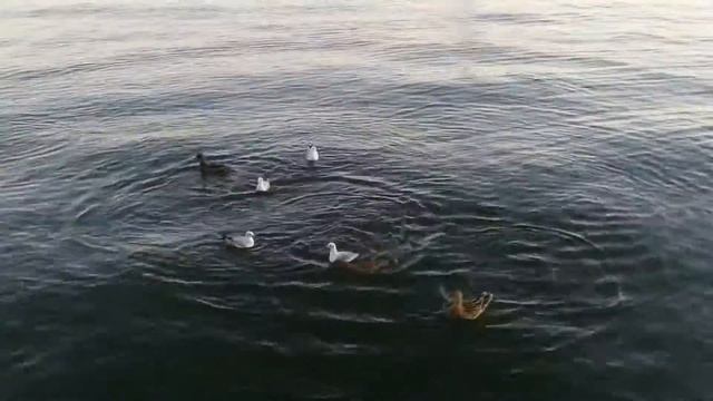 Лезгинка на воде. Звуки природы,релаксации. смотреть онлайн