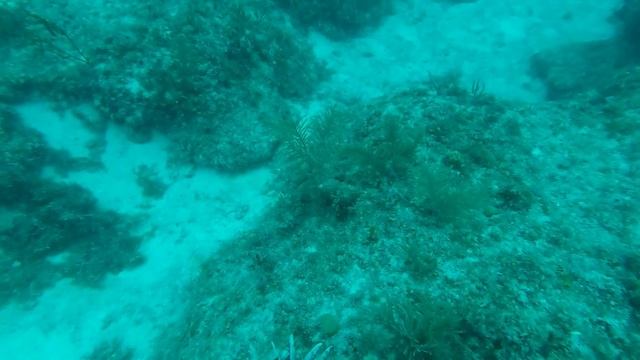 Day 3 diving duck key смотреть онлайн