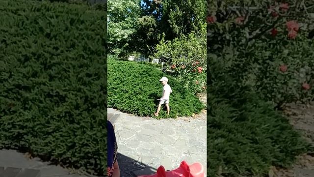 Как этот куст называется? смотреть онлайн