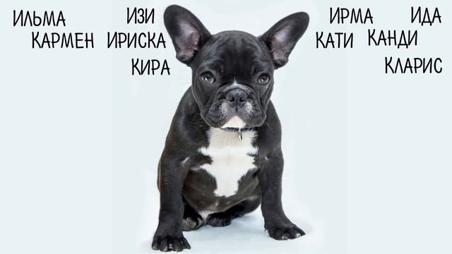 Клички, имена для собак девочек. Как назвать собаку. смотреть онлайн