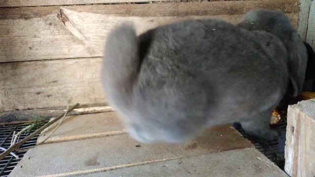 ФРАНЦУЗСКИЙ БАРАН В ДЕЛЕ! УДАЧНО НАВЕРНОЕ! смотреть онлайн