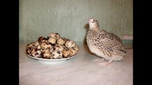 Перепелки дома или в квартире. А надо ли?