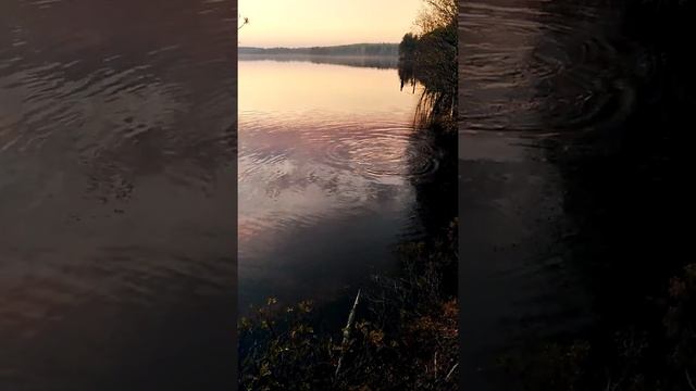 Нерест плотвы и щуки. смотреть онлайн