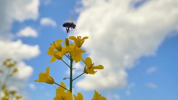 Руслан Муратов - Дорога цветов / Ruslan Muratov - Road of flowers | Wonderful Music