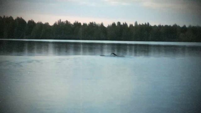 Плавание на открытой воде в Ярославле смотреть онлайн