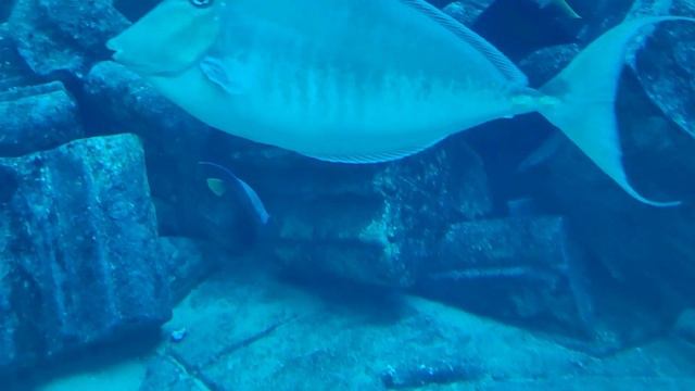 Lakwatsa sa Atlantis Dubai UAE смотреть онлайн
