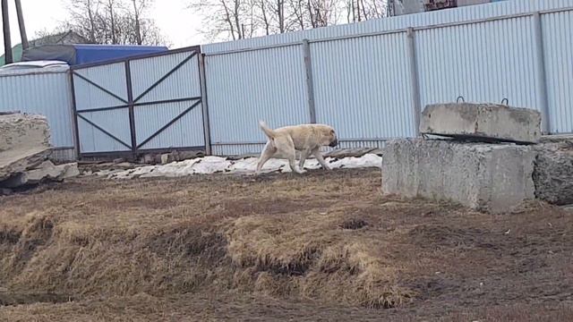 Собаки питомника Тимерташ www.timertash.ru смотреть онлайн