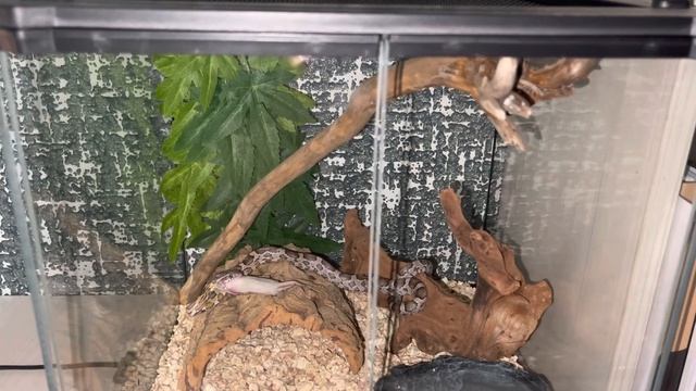 Обзор террариума у голодного маисового полоза и классное укрытие у геккона ??? смотреть онлайн