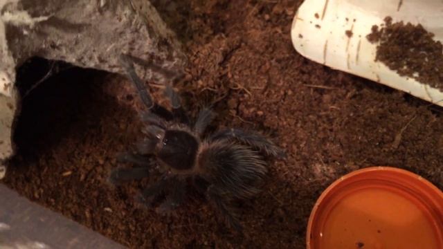 Паук-птицеед Lasiodora parahybana L7-8 молниеносный укус смотреть онлайн