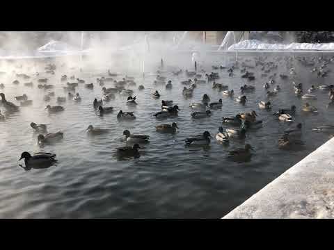 Утки в городе 3 смотреть онлайн