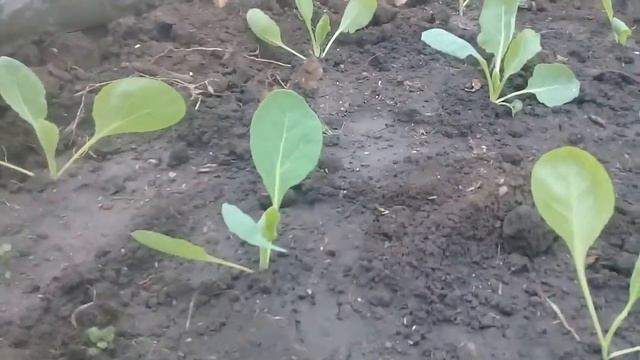 капуста зимой в теплице 2 смотреть онлайн
