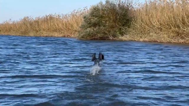 Рыбалка Астрахань 2021. Бешеный клев жереха, щуки и карася. смотреть онлайн