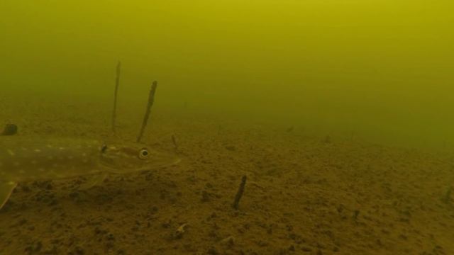 Щука и окунь не клюют на блесну. Подводные съемки рыбалки :: Ice fishing underwater смотреть онлайн