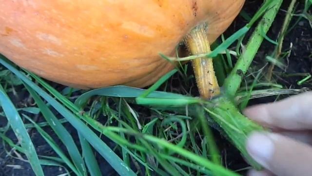 Когда убирать тыкву. Обзор. смотреть онлайн