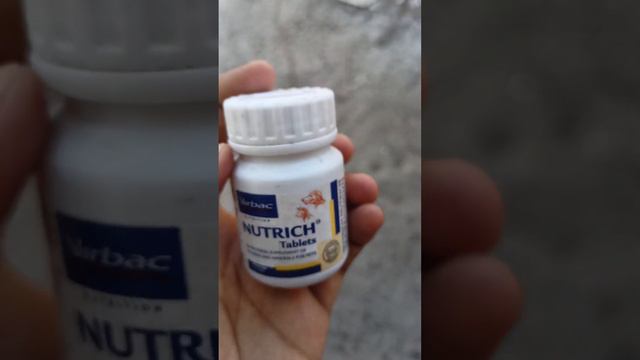 Supplements for dogs during pregnancy period 🐕 #dog #dachshund #jikku #dachshund #chinnu #pug смотреть онлайн