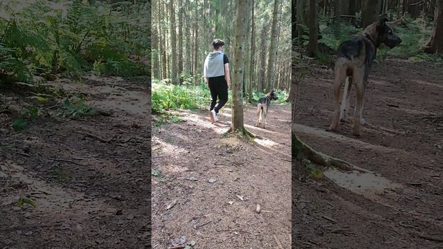 Прогулка с собакой по Верхнеохтинской эко-тропе. Ленинградская область