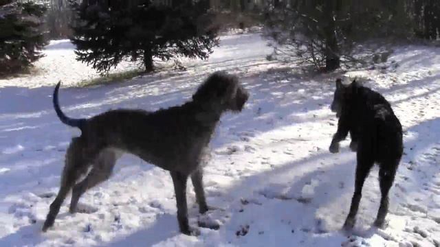 Fagan and Leia 02-2012 смотреть онлайн