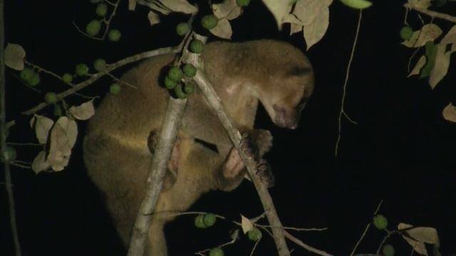 Tropical Forest, Kinkajou. Тропический лес, кинкажу (372sp) смотреть онлайн