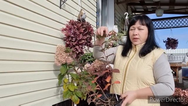 можно ли осенью сажать и пересаживать гортензии и другие кустарники смотреть онлайн