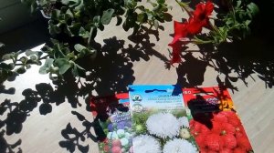 АСТРА БЕЗ ПИКИРОВКИ, ПРОДОЛЖЕНИЕ !  ОБЗОР ПОСАДОК В ОТКРЫТОМ ГРУНТЕ ! СУПЕР СПОСОБ !