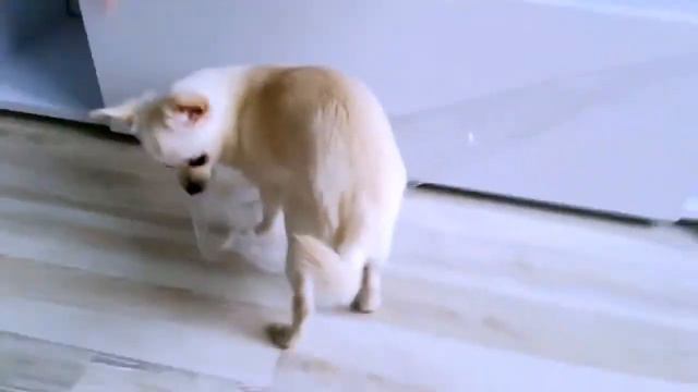 Моя собака-помощник. My helper dogs смотреть онлайн