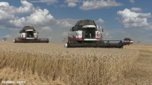 Мощная уборочная кампания Сразу столько комбайнов в поле видел только в детстве Уборочная 2020