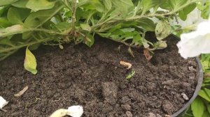 Обзор  ампельной петунии Опера Уайт (Opera White)