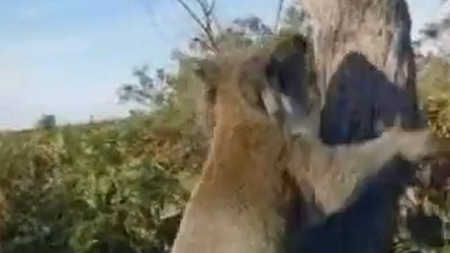 Австралийский Коала смотреть онлайн