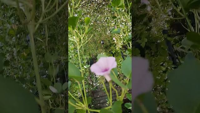 Живая беседка 🤩 Парк цветов в Дубае 🤩«Сад Чудес» («Miracle Garden»)🥳Часть 6 смотреть онлайн