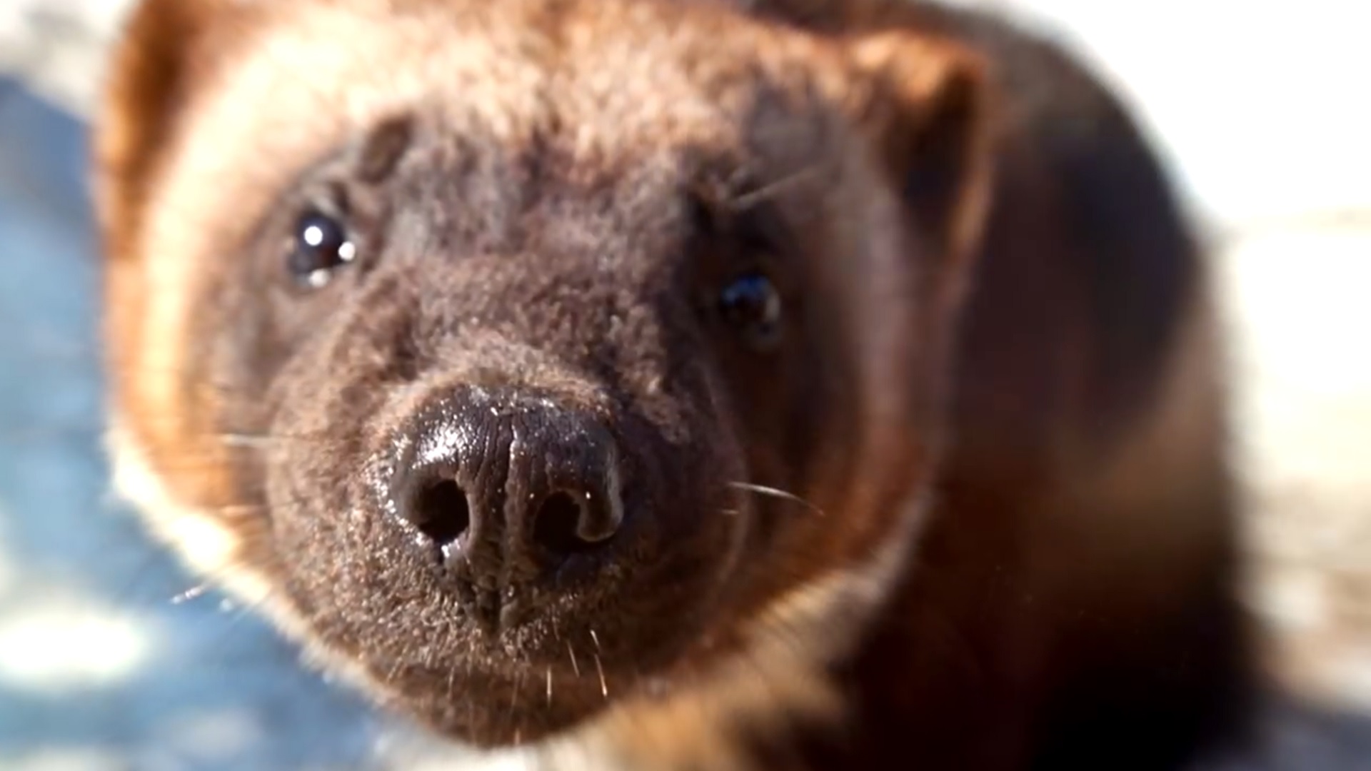 Росомаха смотреть онлайн