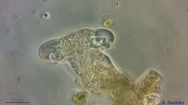 Большая амеба ест маленькую амебу \\\\ A Big Amoeba Eats A Small Amoeba