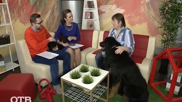 Знакомство с питомцами: бурят-монгольский волкодав Дарик (01.12.15) смотреть онлайн