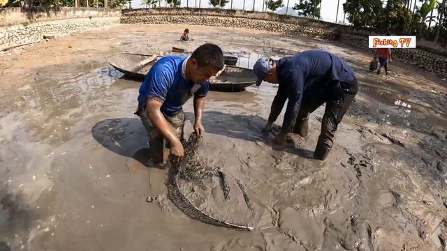 1000 Ferocious Carnivorous Fish Struggling In The Puddle смотреть онлайн
