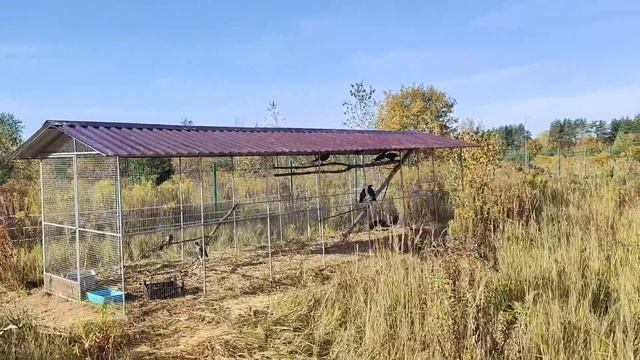 Утро начинается не с кофе, а со страуса в окне... смотреть онлайн