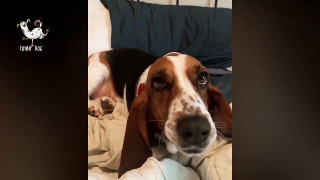 😍 Basset Hound 😂 - Funny And Cute Basset Videos 2020 #4