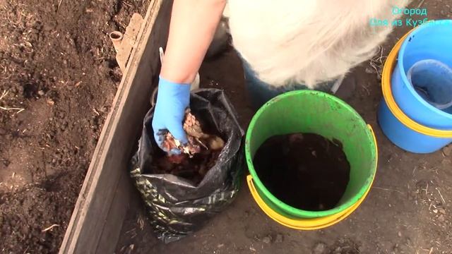 Высадка огурцов в теплицу под капельный полив смотреть онлайн