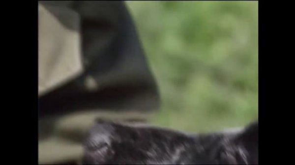 Кокер спаниель ( English cocker spaniel)