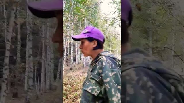 отзыв о нашем Шпагинском лесе #грибы #алтайскийкрай #березы #лес #заринск #собирать #грибочки смотреть онлайн