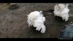 Вес белых-широкогрудых индюков.