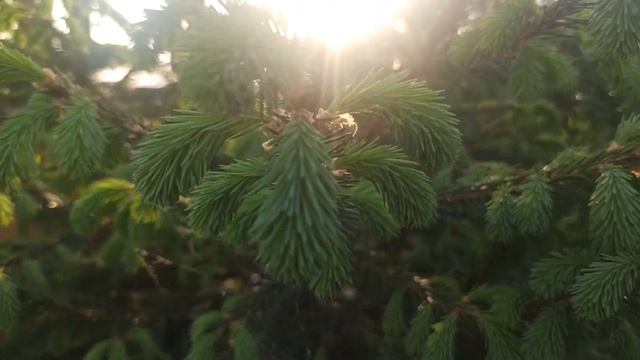 Как заработать на шишках из дома... Бизнес идея 2022!!! смотреть онлайн